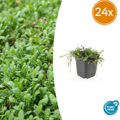 Leptinella squalida – 24 Pflanzen Ø 9 cm – Rasenteppichpflanze &amp; Bodendecker mit filigranem Laub