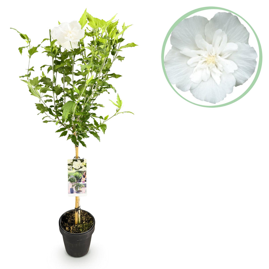 Hibiscus syriacus White Chiffon® - Terrassenpflanze - Laubabwerfend - Winterhart - Weiße Blüte - Topf 19cm Höhe 90cm