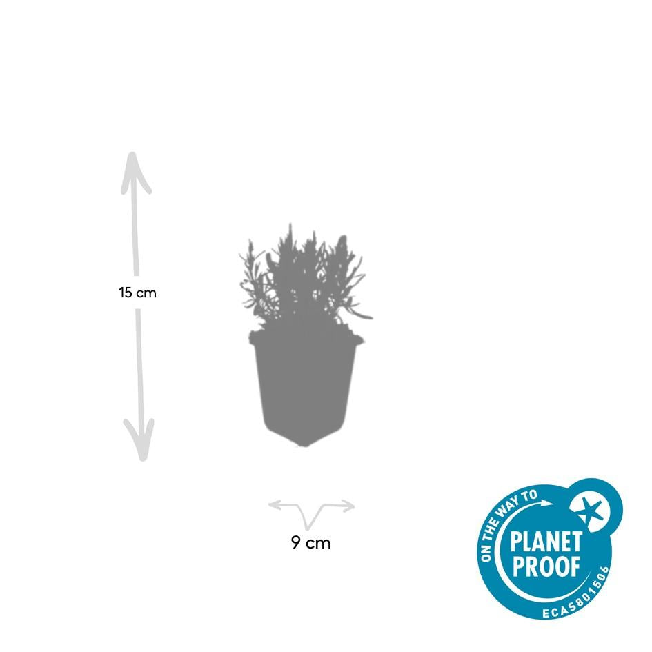 24x Lavandula ang. &