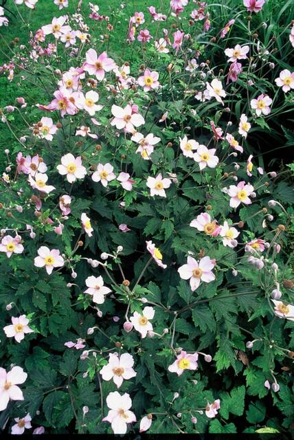 24x Anemone tomentosa ‘Robustissima’ – Herbst-Anemone für Beete &amp; Rabatten – Höhe 10–25 cm – Ø 9 cm