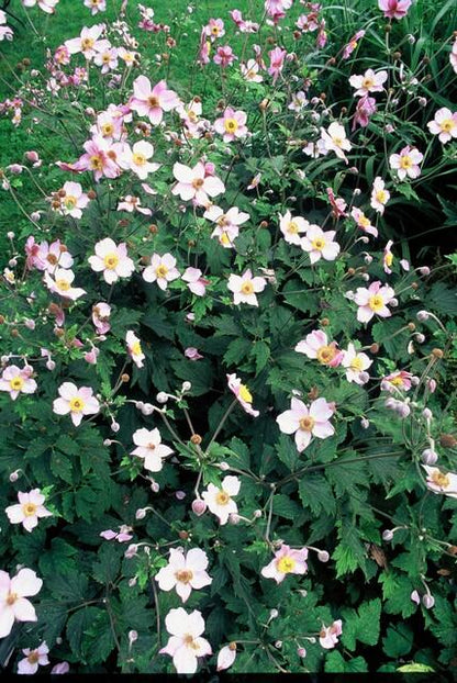 24x Anemone tomentosa ‘Robustissima’ – Herbst-Anemone für Beete &amp; Rabatten – Höhe 10–25 cm – Ø 9 cm