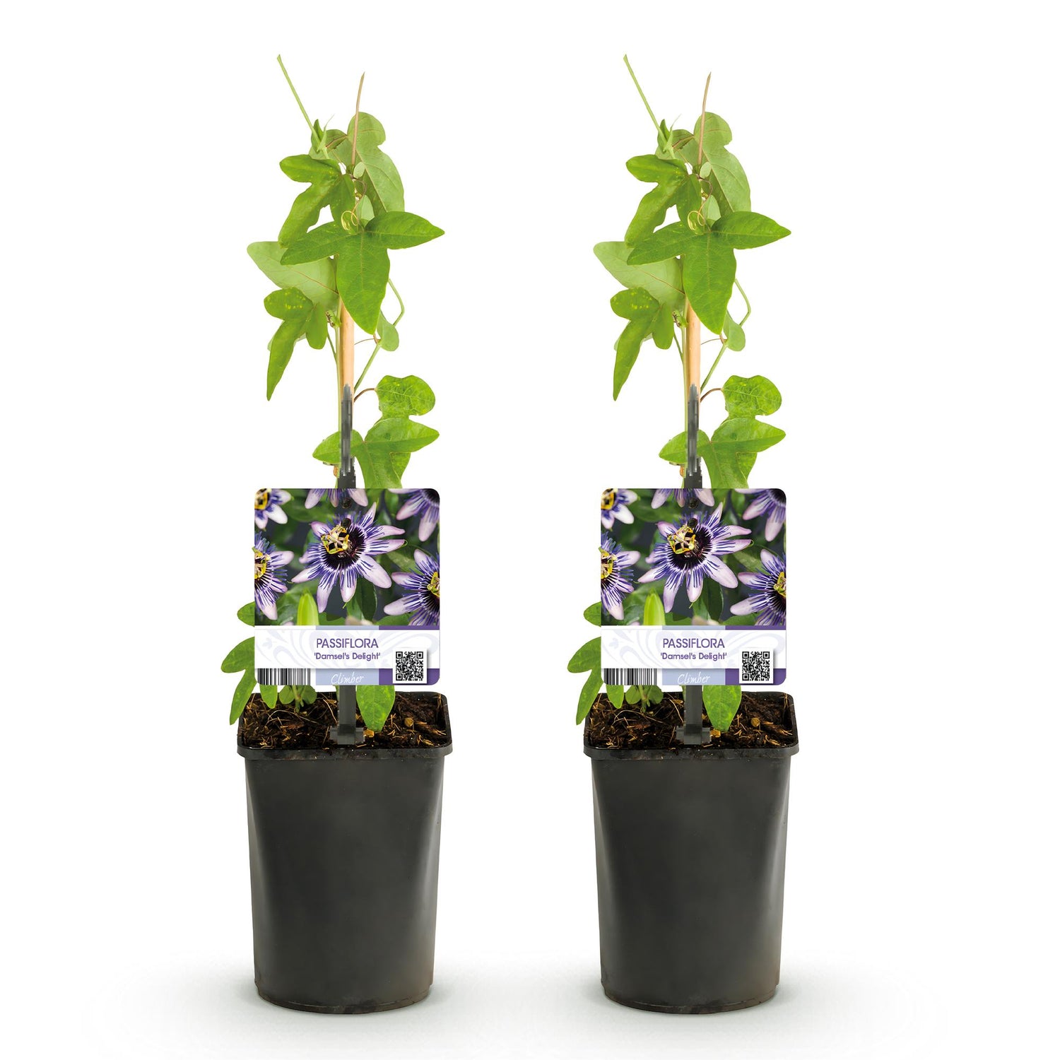 Passionsblume Passiflora Damsel’s Delight | Lila-weiße Blüten – 2 Pflanzen 40 cm Ø11 cm Topf