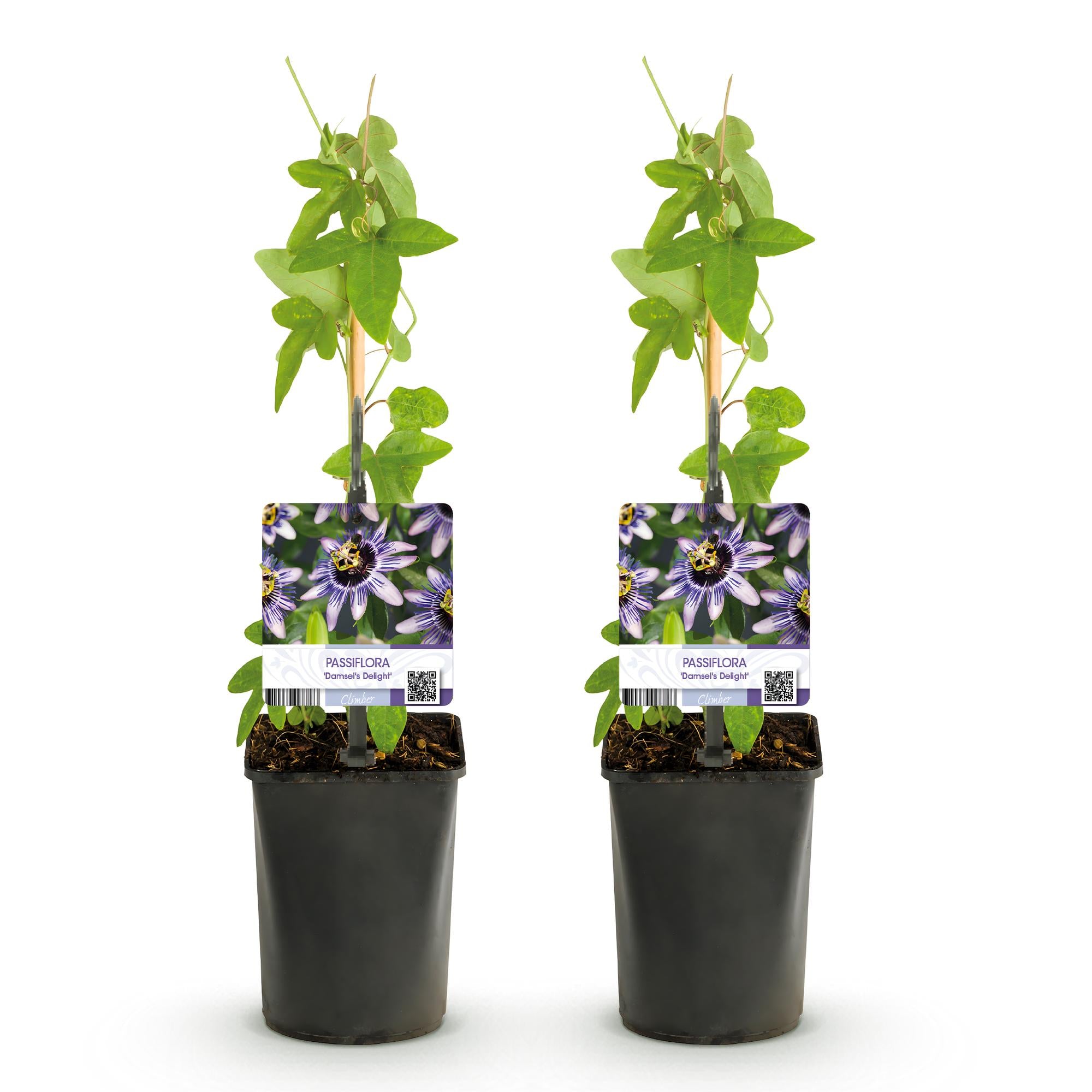 Passionsblume Passiflora Damsel’s Delight | Lila-weiße Blüten – 2 Pflanzen 40 cm Ø11 cm Topf
