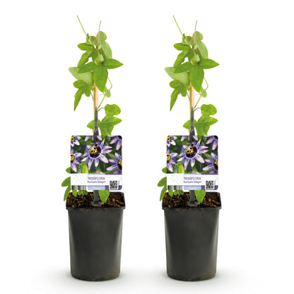 Passionsblume Passiflora Damsel’s Delight | Lila-weiße Blüten – 2 Pflanzen 40 cm Ø11 cm Topf