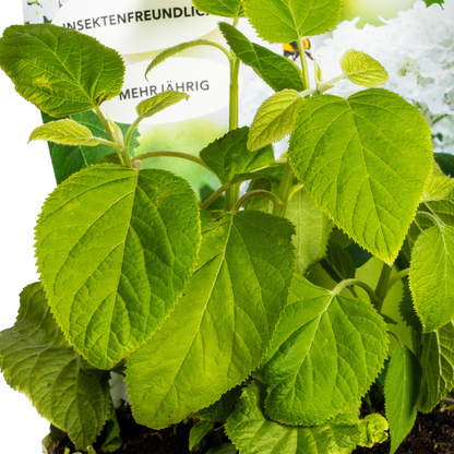 Wald-Hortensie Hydrangea arborescens Annabelle Ø19cm  ↕30 - 40cm