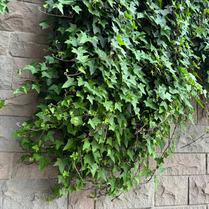 Kletterpflanze - Hedera helix - Blätter grün - Immergrün - 2 Pflanzen - Topf 11cm Höhe 40cm