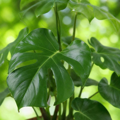 Monstera Deliciosa - Lochpflanze mit Korb in verschiedenen Größen