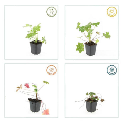 Storchschnabel (Geranium macrorrhizum &