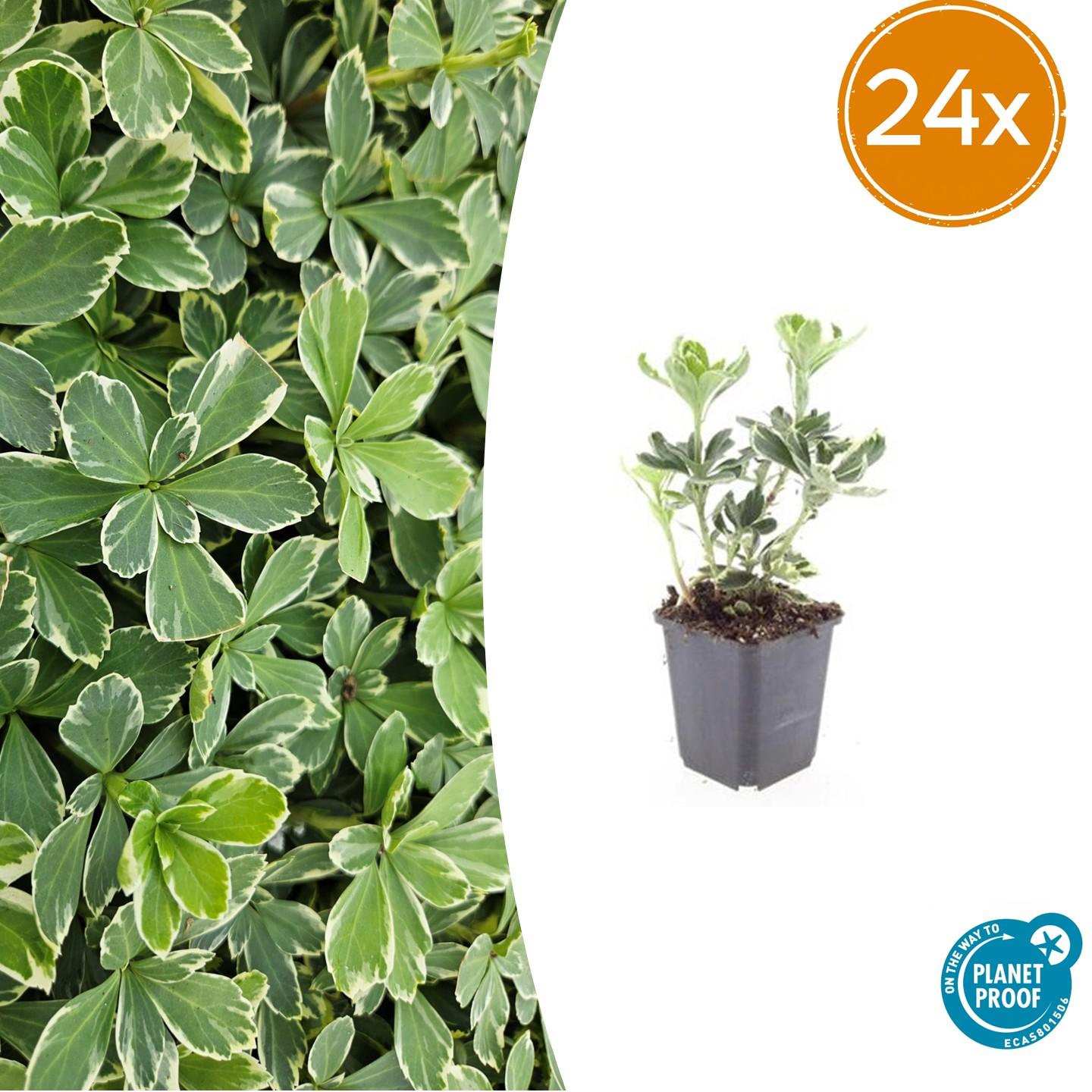 Pachysandra terminalis &