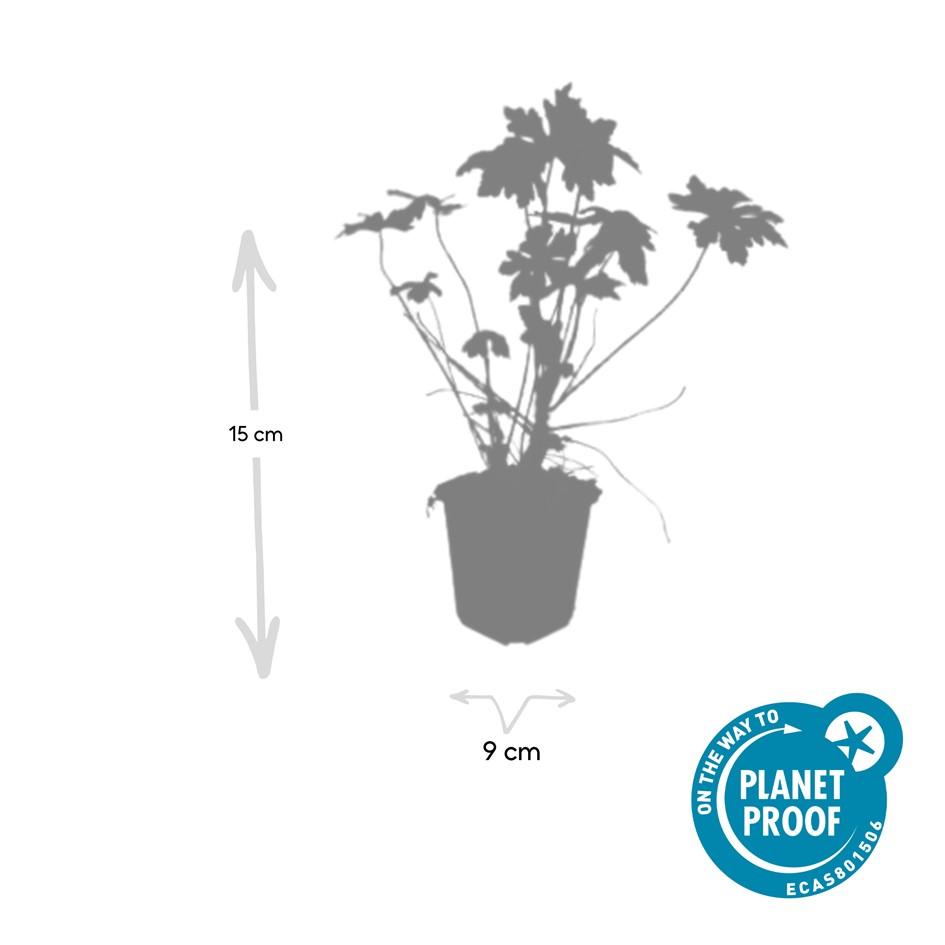 24x Geranium macrorrhizum – Immergrüner Bodendecker für Garten &amp; Hang
