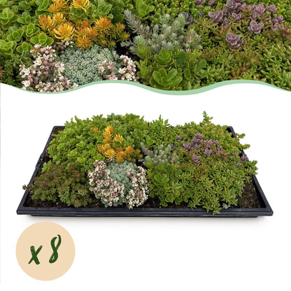Bodendecker Sedummatte | Winterhart &amp; pflegeleicht – 10 Sorten – 50×30 cm
