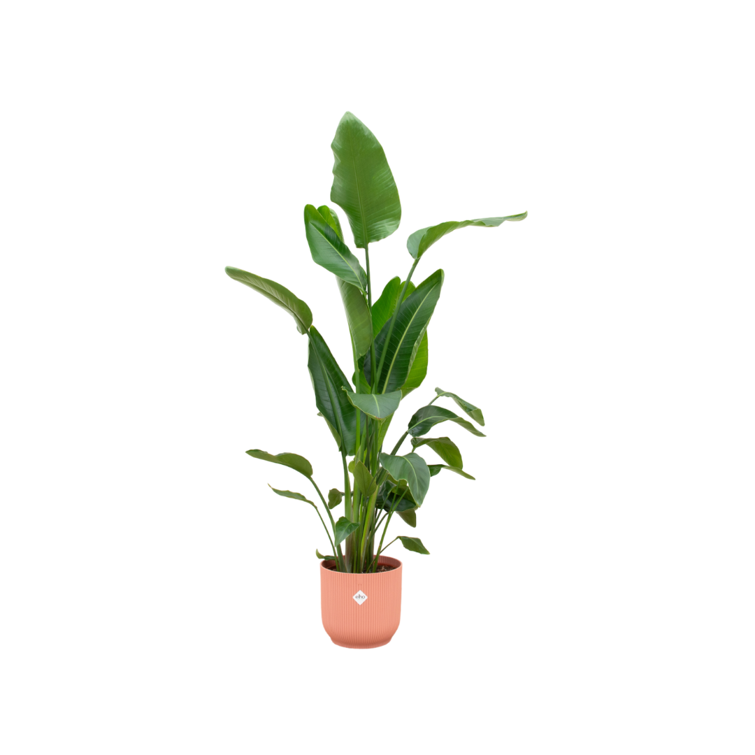 Strelitzia Nicolai 180cm mit Topf – Weißer Paradiesvogel für Ihr Zuhause