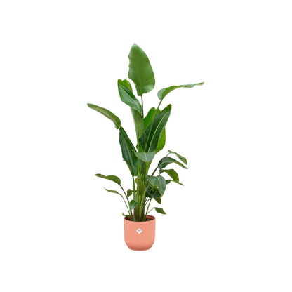 Strelitzia Nicolai 180cm mit Topf – Weißer Paradiesvogel für Ihr Zuhause