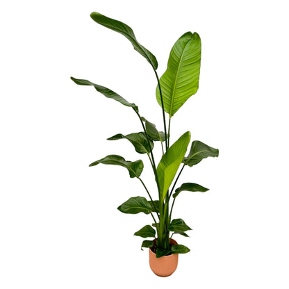 Strelitzia Nicolai mit elho Vibes Fold Round grün- 130 cm - Ø18