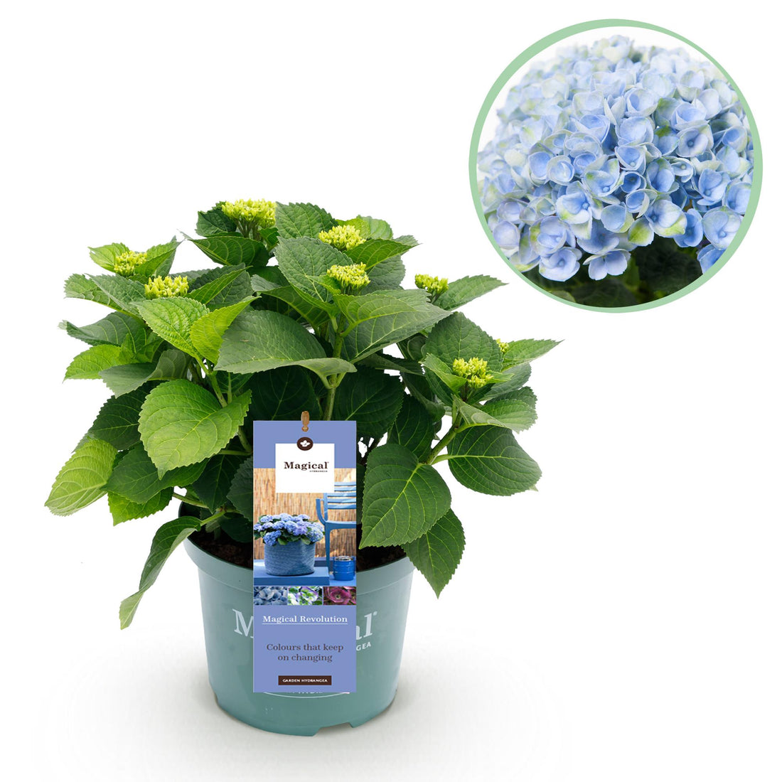 Hortensie Magical Revolution Blue - Blau - 6-10 Blumen - Topf 23cm Höhe 55cm
