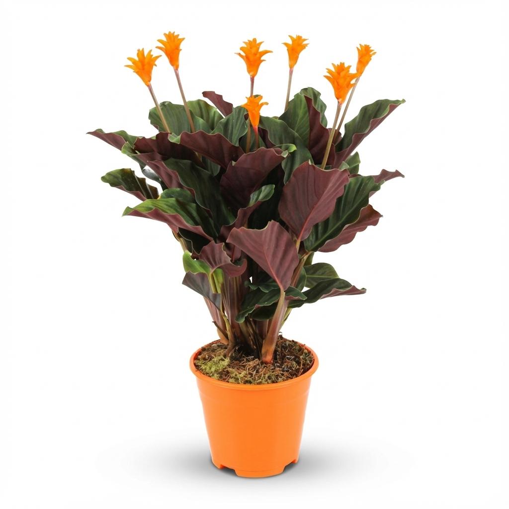 Calathea Crocata - Ø 14 cm - Höhe: 40 - 45cm