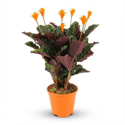 Calathea Crocata - Ø 14 cm - Höhe: 40 - 45cm