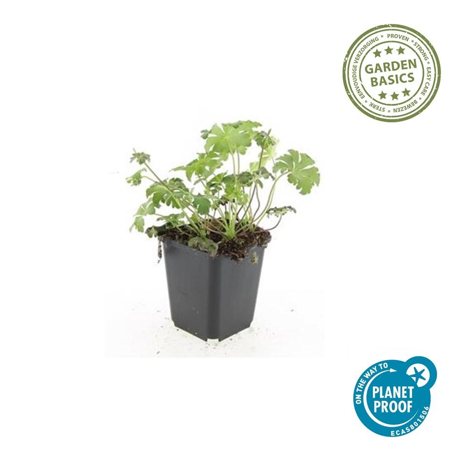 24x Geranium sanguineum ‘Album’ – Weißblühender Storchschnabel – Höhe 10–25 cm – Ø 9 cm Topf