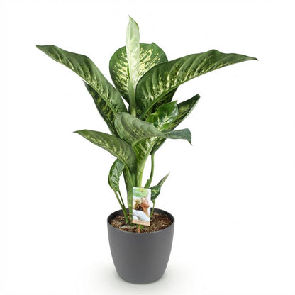 Diefenbachia Tropic Snow - Dieffenbachia mit Potter Grau und Weiß - 1 Pflanze Höhe 90-100cm