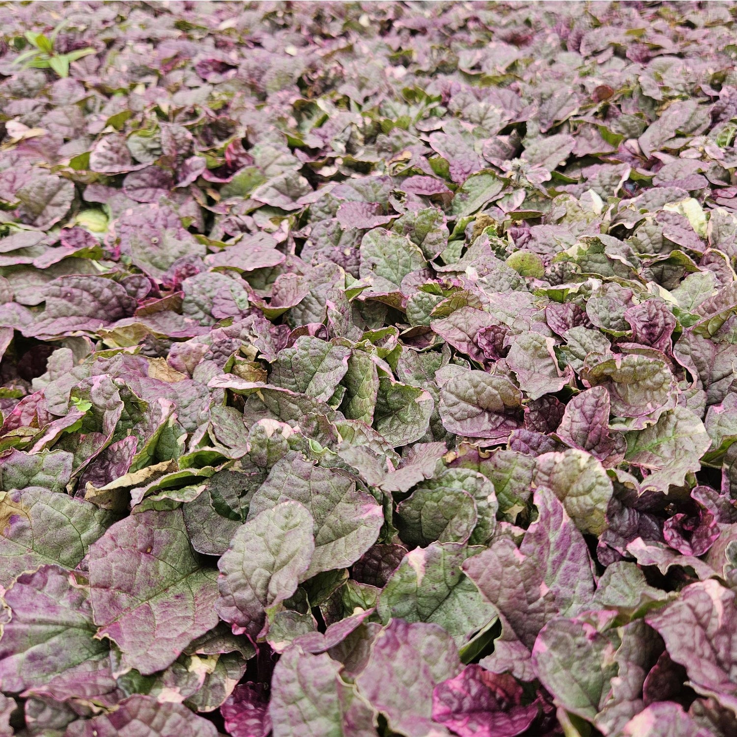 24x Ajuga reptans ‘Burgundy Glow’ – Kriechender Günsel mit buntem Laub – Höhe 10–25 cm – Ø 9 cm