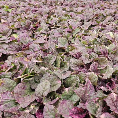 24x Ajuga reptans ‘Burgundy Glow’ – Kriechender Günsel mit buntem Laub – Höhe 10–25 cm – Ø 9 cm