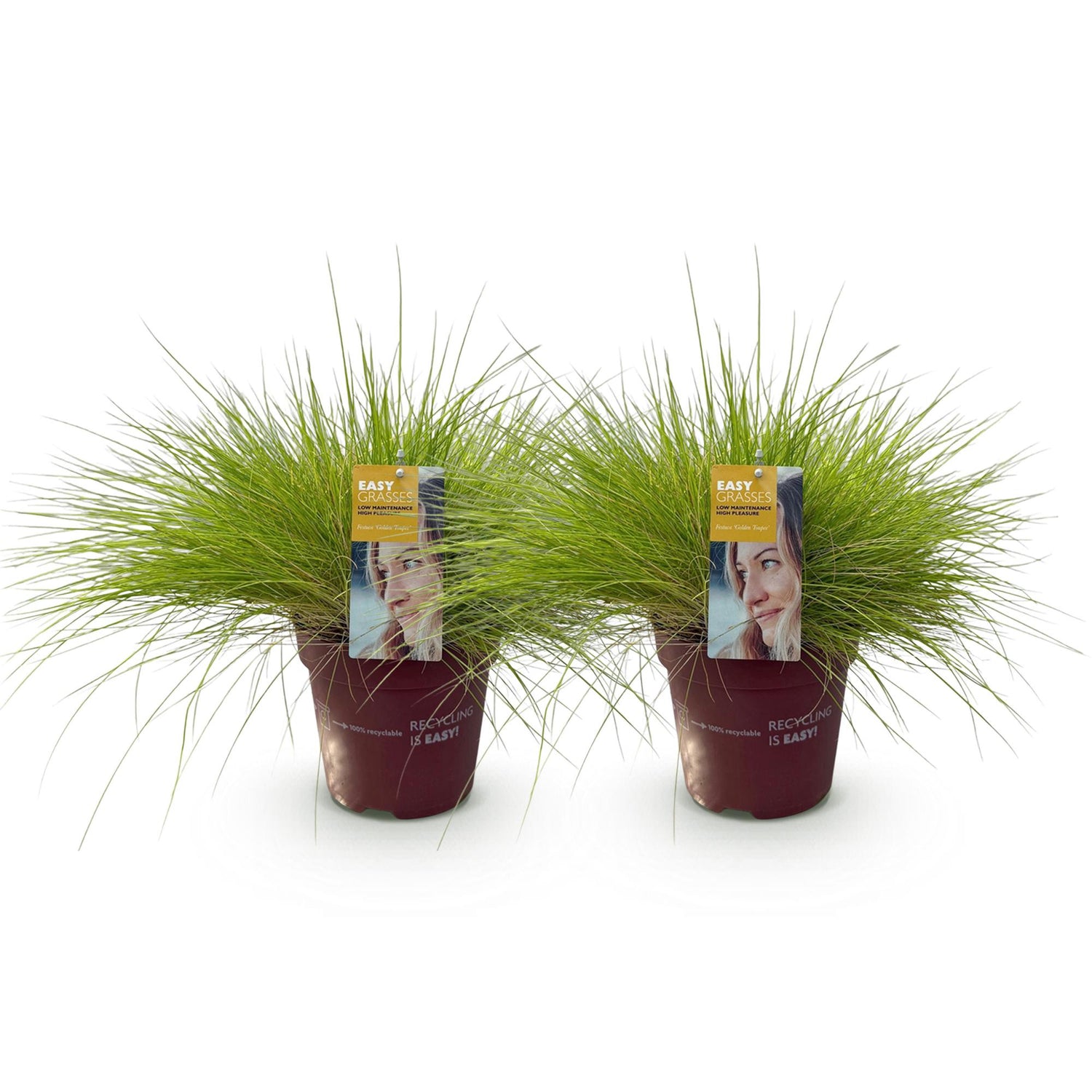 Gold-Schwingel Golden Toupee - Gelb - 2 Pflanzen - Immergrün - Wenig Pflege - Topf 17cm Höhe 50cm