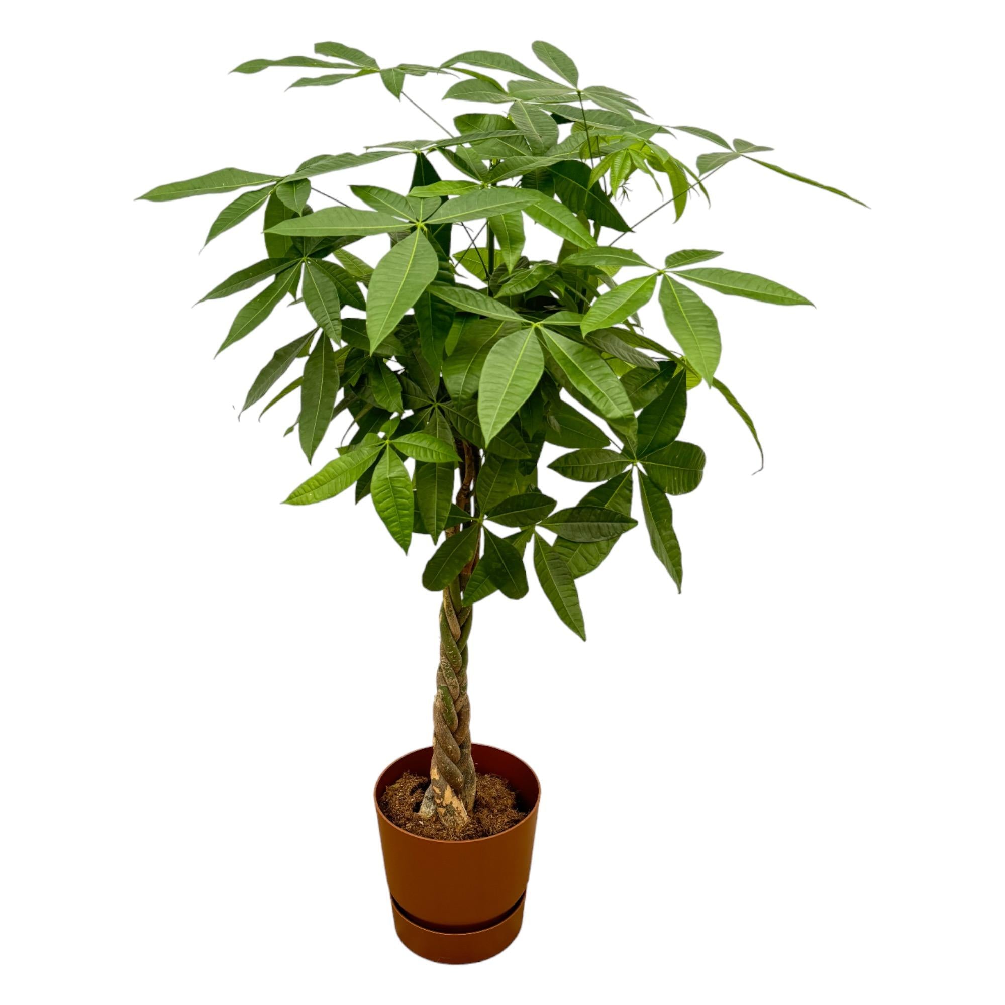 Pachira aquatica 160 cm | Glückskastanie im Ø30 cm Topf mit verschiedenen Übertöpfen