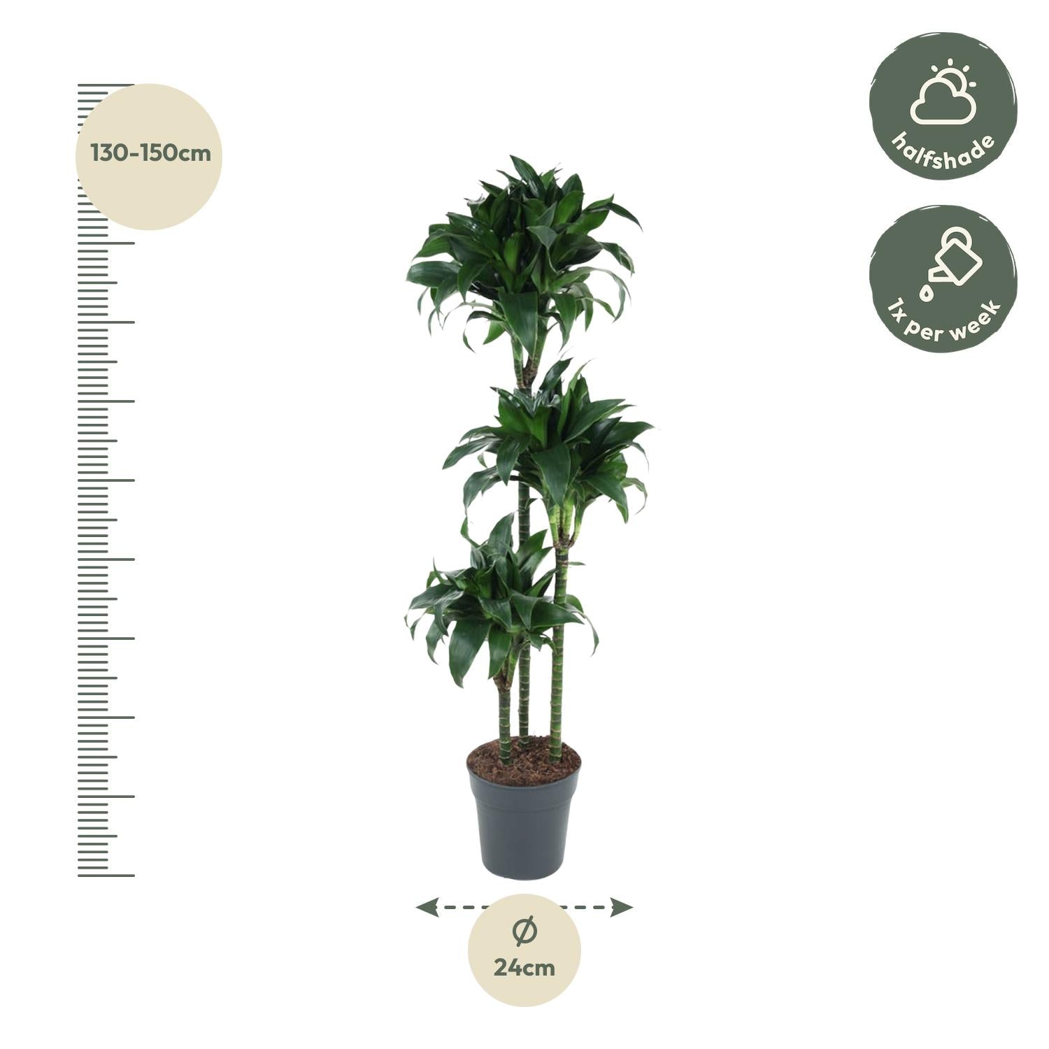Dracaena Tatuade 140 cm – Pflegeleicht &amp; luftreinigend