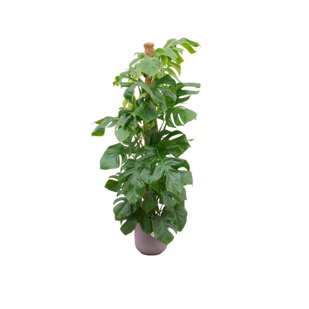 Combi deal - Monstera Pertusum XL mit elho Jazz Round lila Ø26 - 150 cm