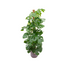 Combi deal - Monstera Pertusum XL mit elho Jazz Round lila Ø26 - 150 cm