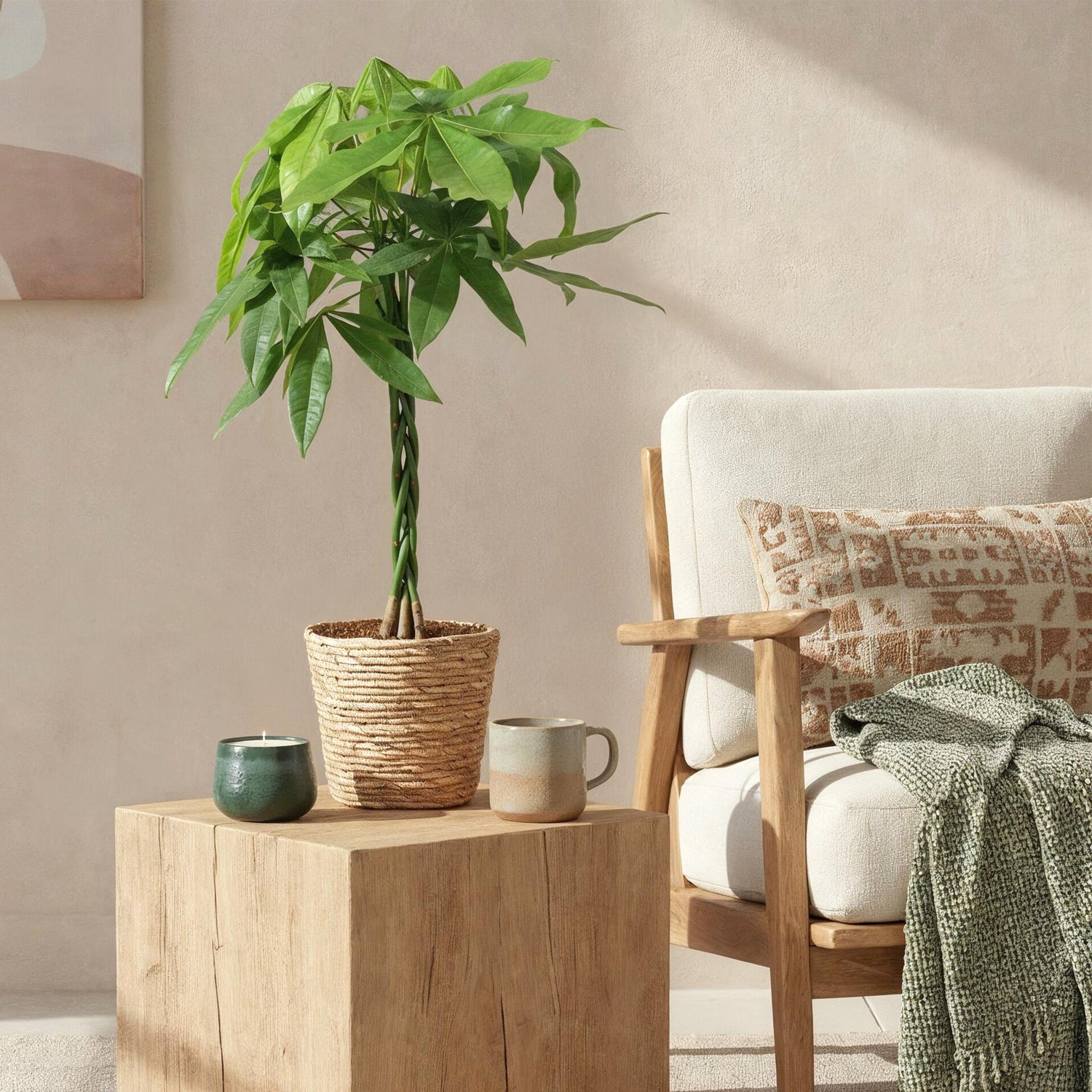 Zimmerpflanzen Pachira Aquatica Mehrstamm in verschiedenen Größen