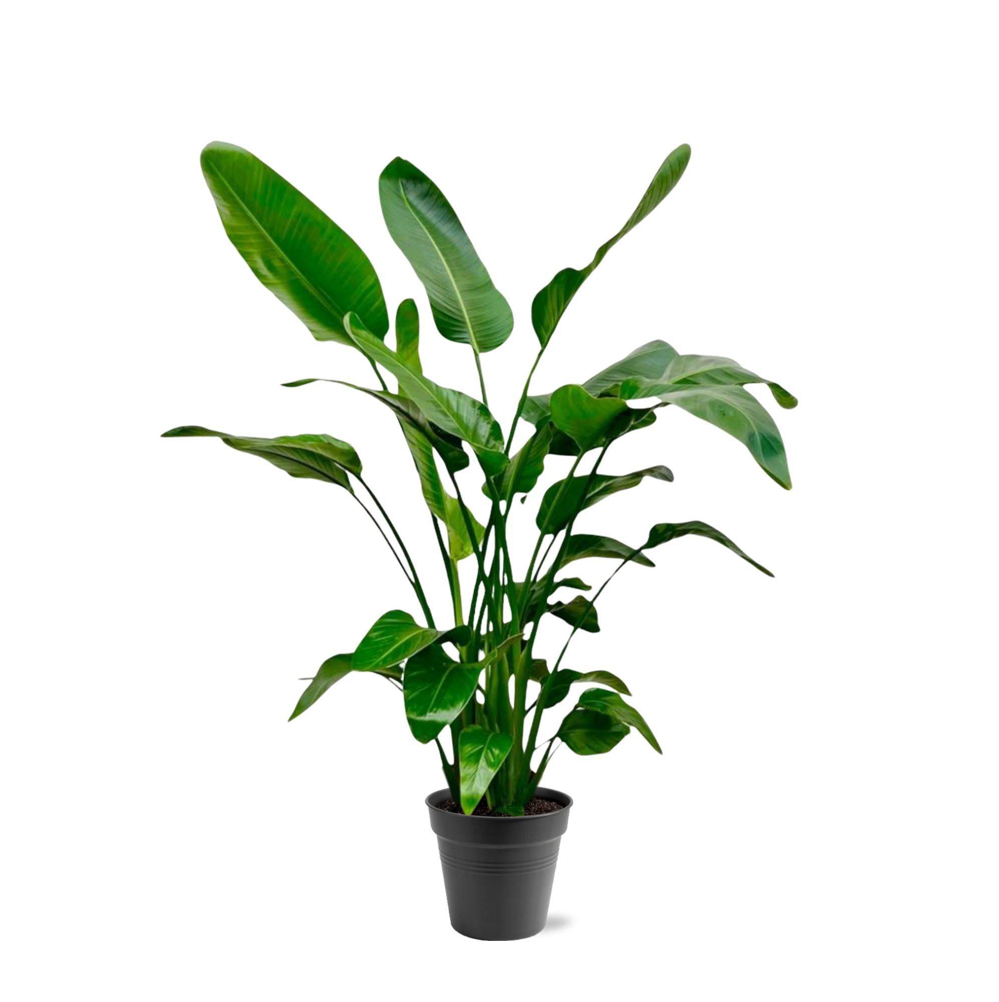 Strelitzia Augusta XL-XXXL – Exotischer Weißer Paradiesvogel
