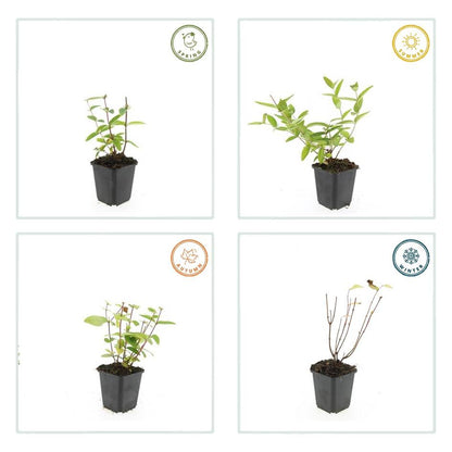 24x Zier-Johanniskraut mit leuchtenden Beeren – Höhe 10–25 cm – Ø 9 cm Topf