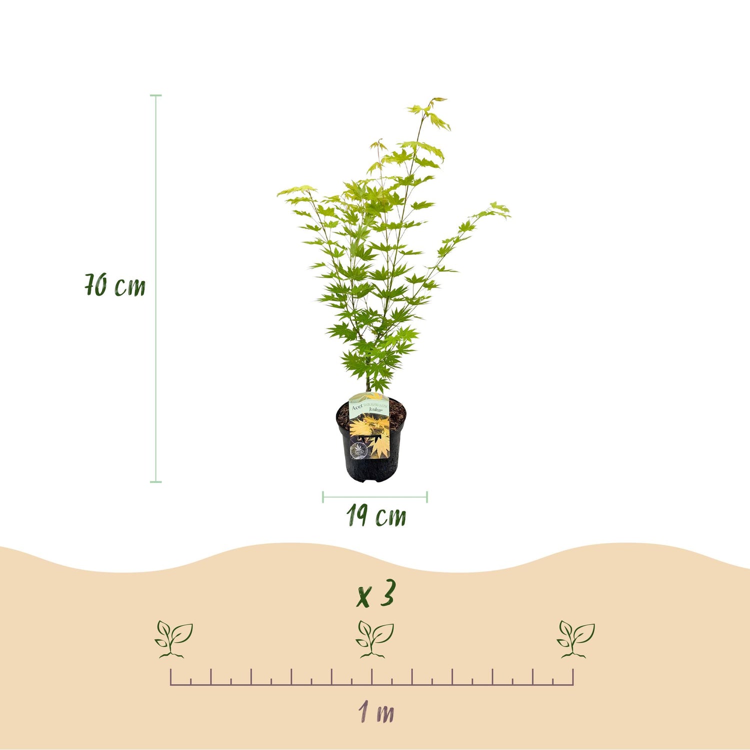 Japanischer Ahorn Jordan - Gelb - 1 Pflanze - Laubabwerfend - Topf 19cm Höhe 70cm