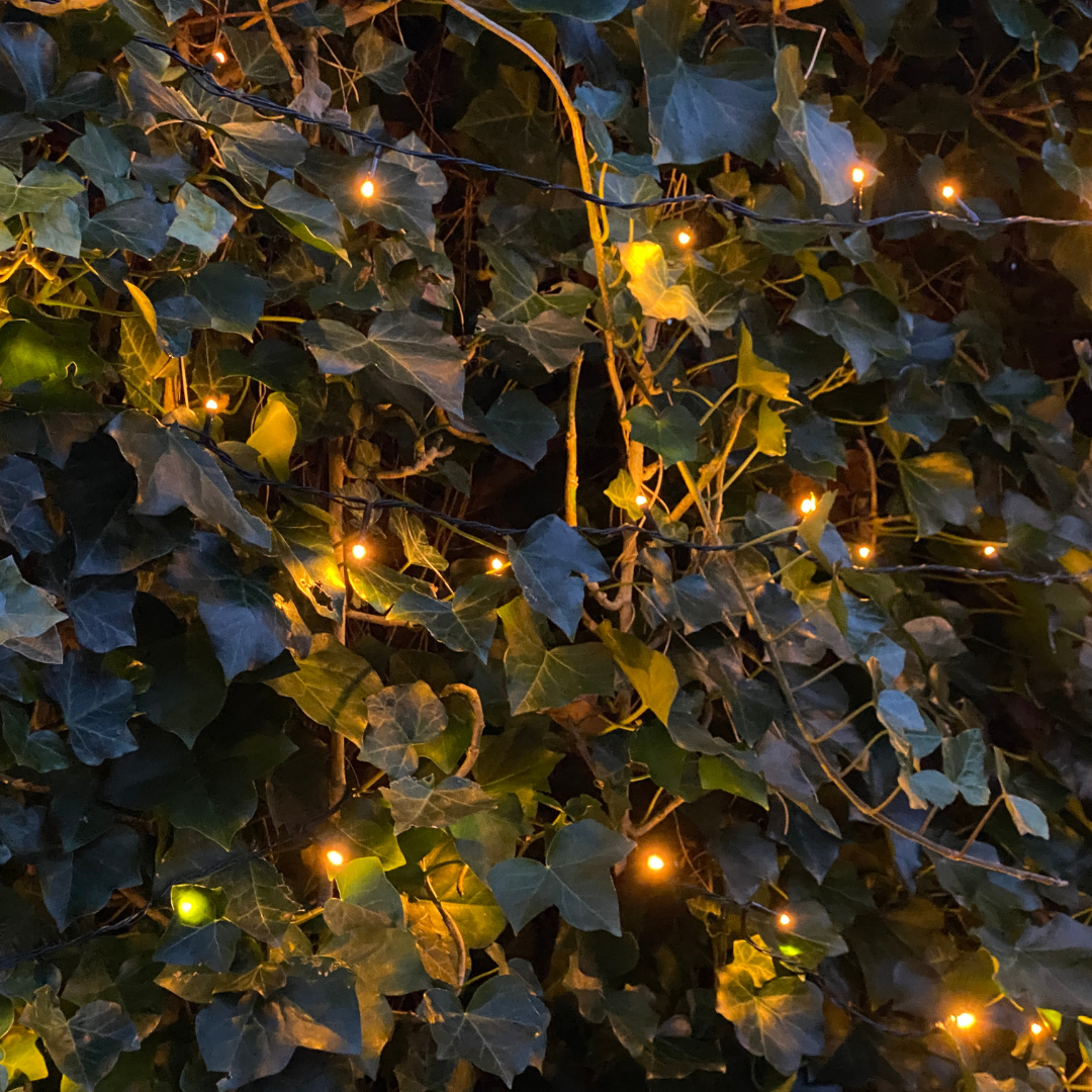 Hedera Hibernica - Efeu - gestäbt - ↨80 - 100 cm