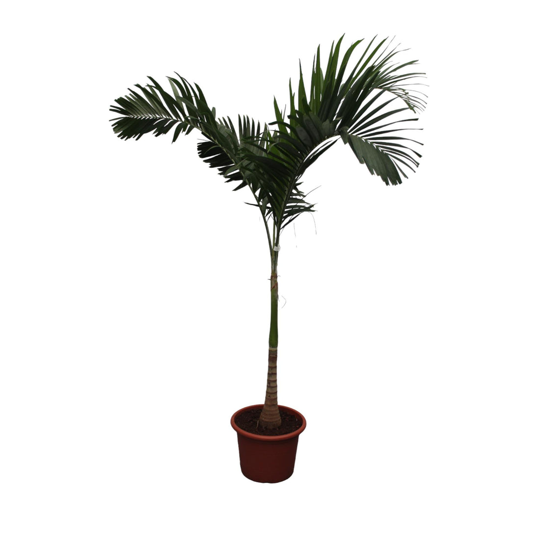 Veitchia Merrillii “Weihnachtspalme” - 250 cm - ø34