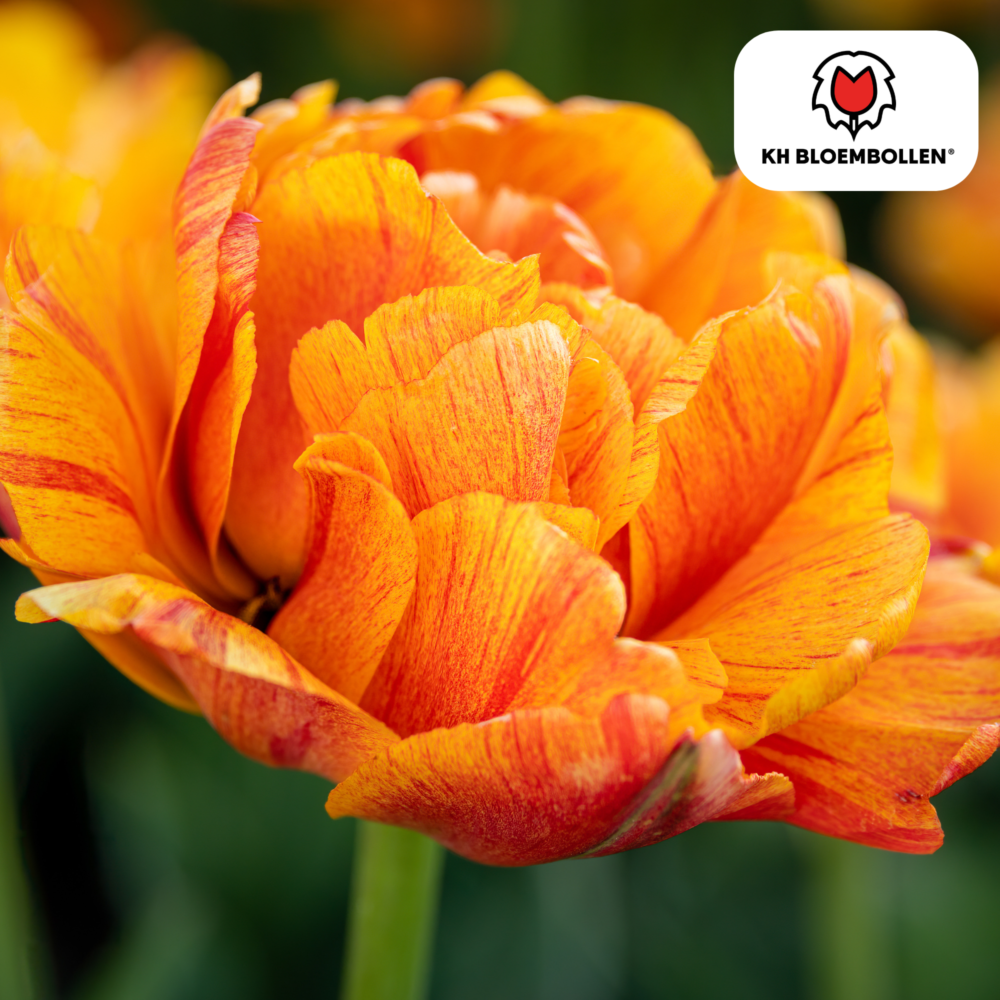 Tulpenzwiebeln Gudoshnik Double – 20er-Pack | Farbige, gefüllte Tulpen