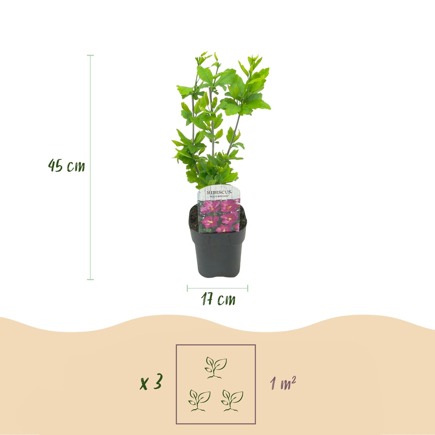 Hibiscus syriacus Tricolour - Blüte Rosa, Weiß und Blau - 3 Pflanzen - Laubabwerfend - Wenig Pflegeaufwand - Topf 17cm Höhe 45cm