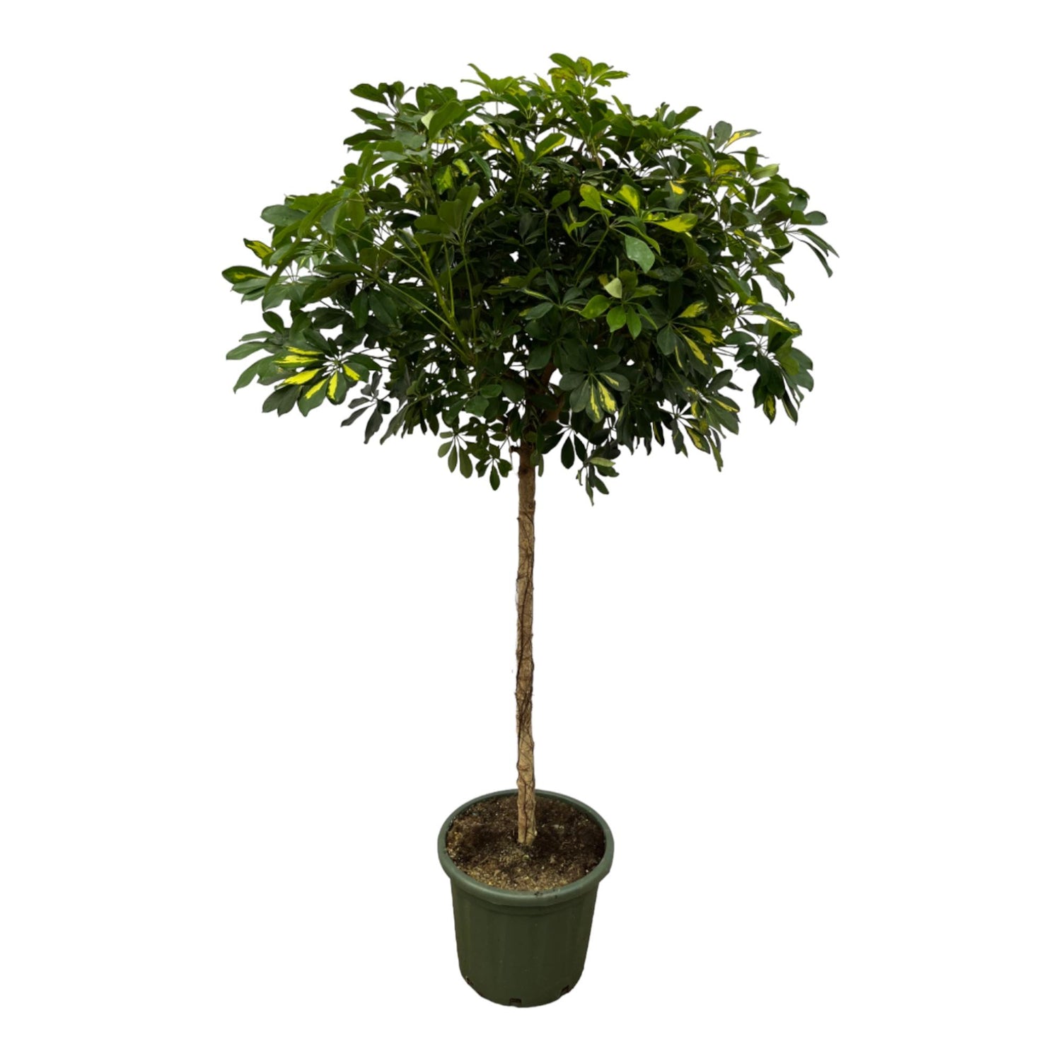Schefflera ‘Gold Capella’ 180 cm | Strahlenaralie im Ø45 cm Topf – Immergrün &amp; Pflegeleicht
