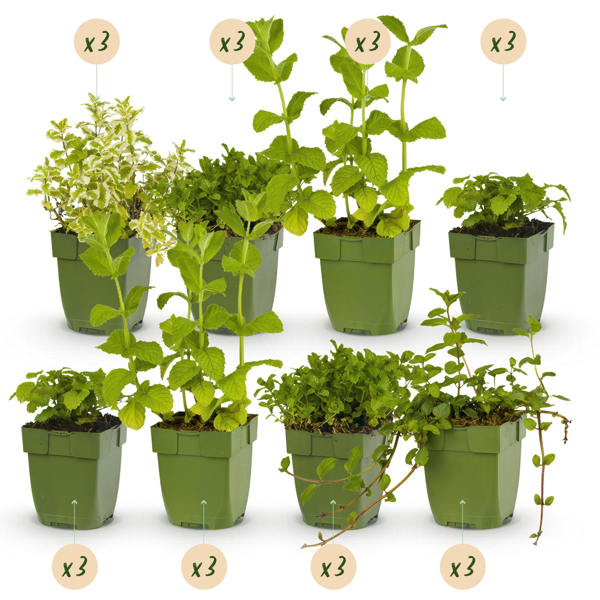 Kräuter Packet - Kräutertee - 24 Stauden - Für 3 m2 - Verschiedene Farben - Wenig Pflege - Topf 11cm