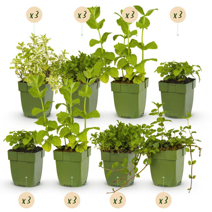 Kräuter Packet - Kräutertee - 24 Stauden - Für 3 m2 - Verschiedene Farben - Wenig Pflege - Topf 11cm