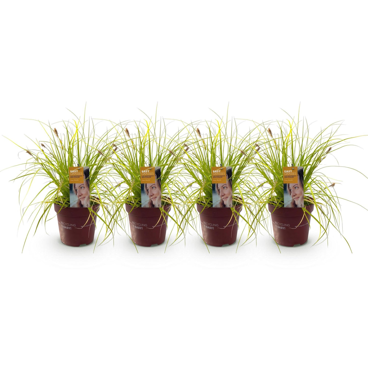 Japan-Goldsegge Everillo - Gelb - 4 Pflanzen - Immergrün - Wenig Pflege - Topf 17cm Höhe 50cm