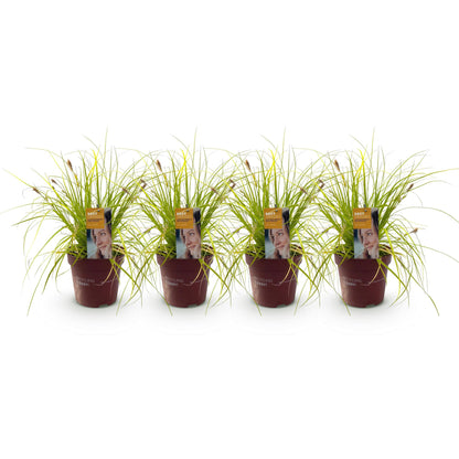 Japan-Goldsegge Everillo - Gelb - 4 Pflanzen - Immergrün - Wenig Pflege - Topf 17cm Höhe 50cm