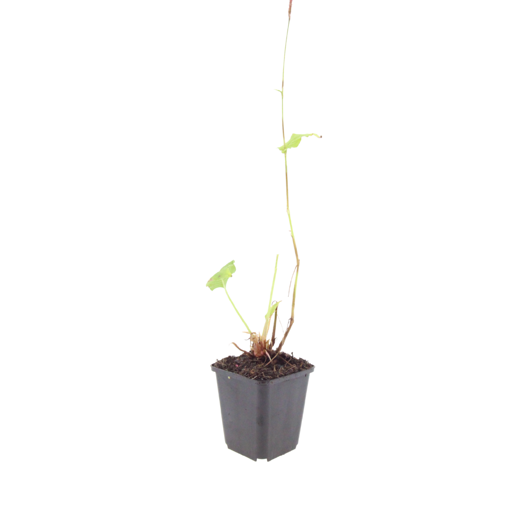 6x Persicaria bistorta &