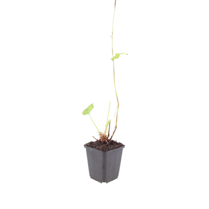 6x Persicaria bistorta &