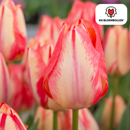 Tulpenzwiebeln Spring Break – 20er-Pack | Frisch &amp; farbenfroh