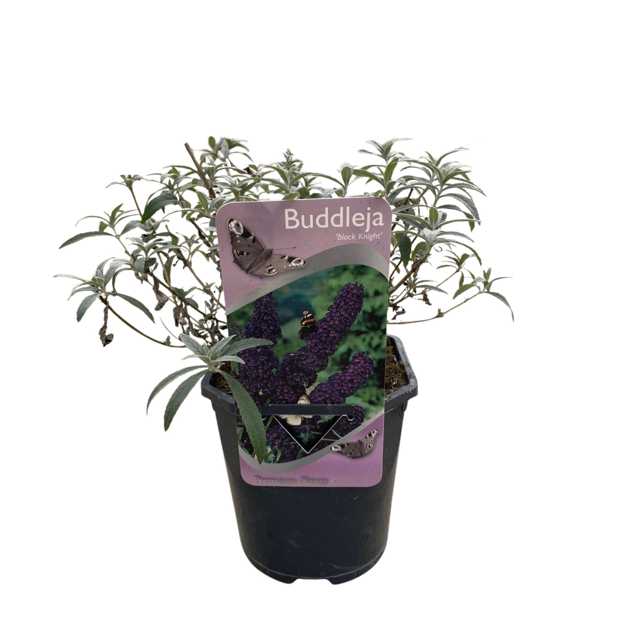 Schmetterlingsstrauch - Buddleja davidii Purple Emperor - Blüte Lila - 1 Pflanze - Laubabwerfend - Schmetterlingsanziehend - Topf 17cm Höhe 25cm