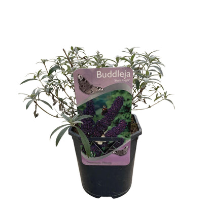 Schmetterlingsstrauch - Buddleja davidii Purple Emperor - Blüte Lila - 1 Pflanze - Laubabwerfend - Schmetterlingsanziehend - Topf 17cm Höhe 25cm