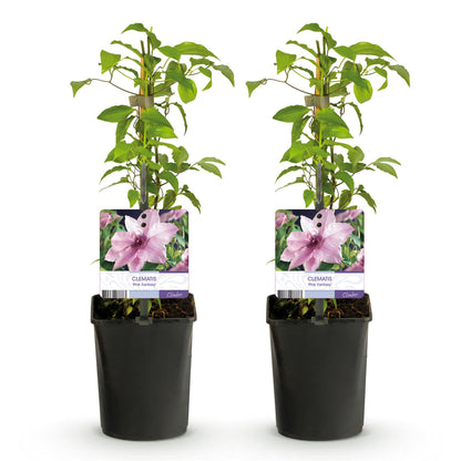 Kletterpflanze - Clematis Pink Fantasy - Blüte Rosa - Wenig Pflege - 2 Pflanzen - Topf 11cm Höhe 40cm