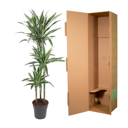 Dracaena Warneckei (Drachenbaum)